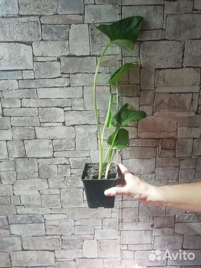 Комнатные растения