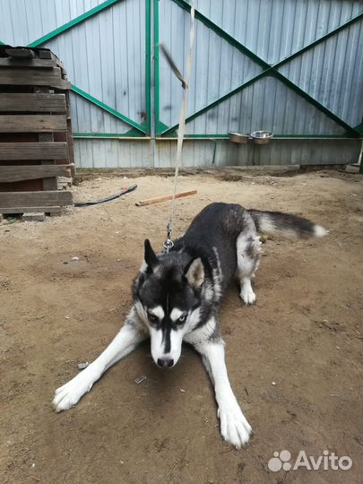 Сибирский хаски