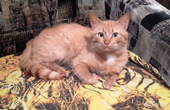 Котята «Рыжая Карамель» в дар в добрые руки