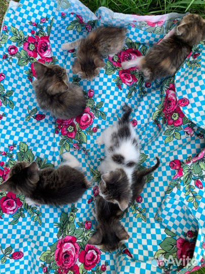 Котята в добрые руки