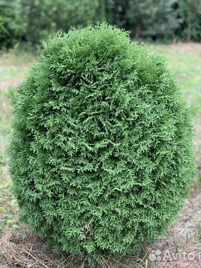 Туя западная Hoseri, Вудварди,С5