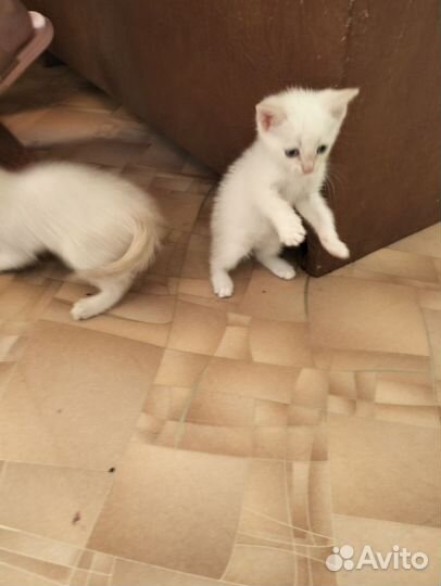 Кошки в добрые руки бесплатно