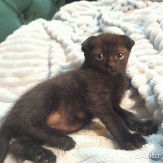 Вислоухие котята