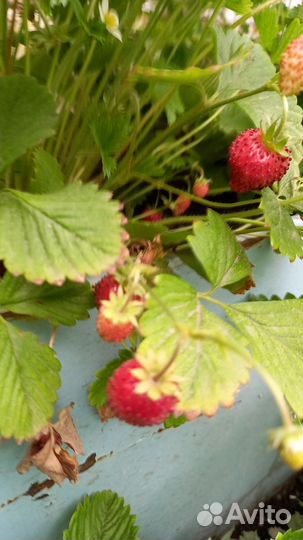 Продаются саженцы земляники
