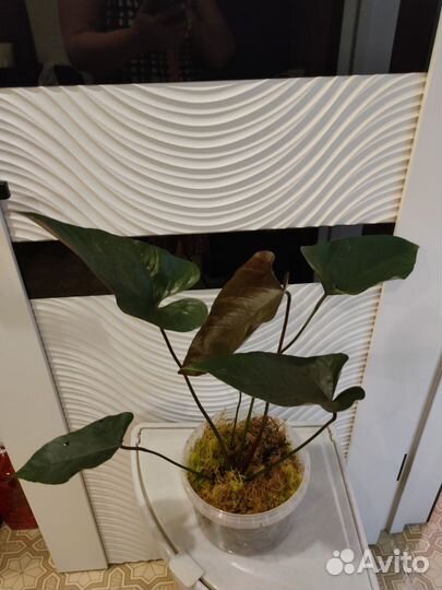 Антуриумы сортовые