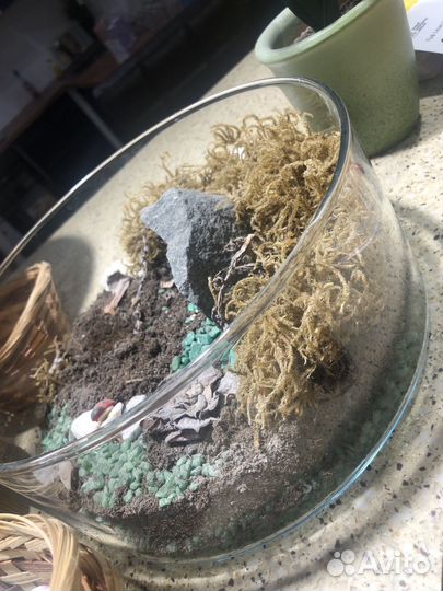 Флорариум с кактусами