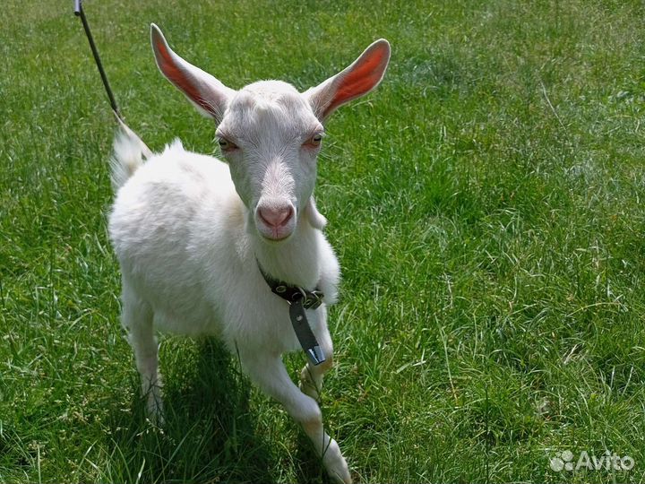 Продам козлят