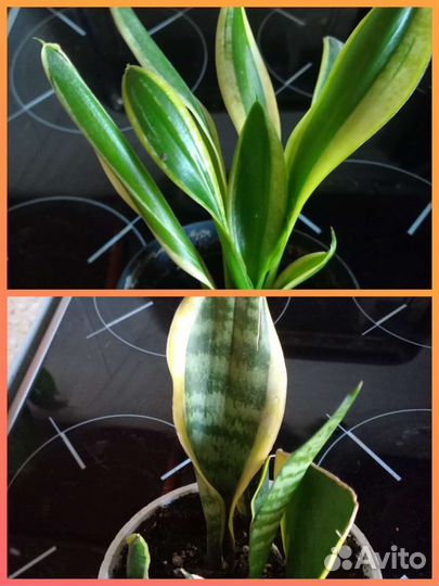 Сансивиерия Канари и Лауренти
