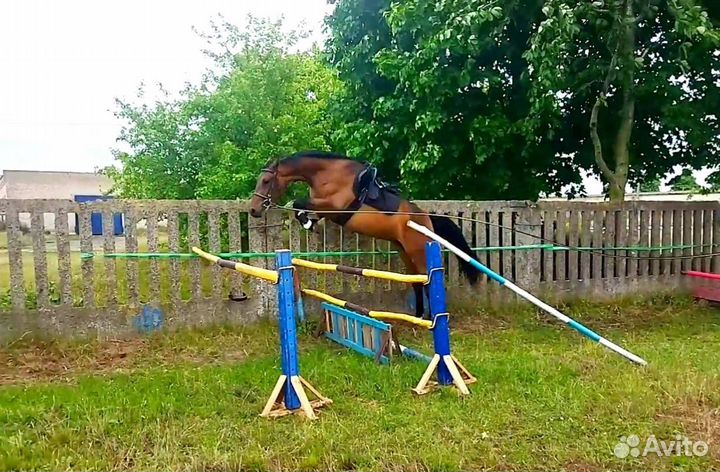 Продам лошадь