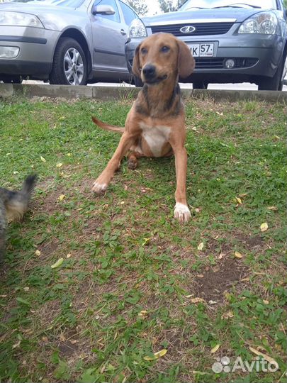 Найдена собака