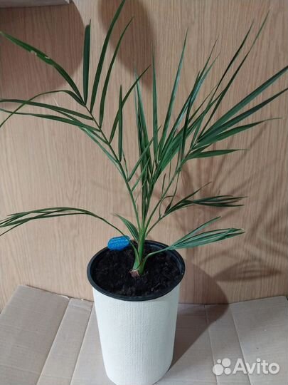 Пальма Финиковая/Финик Канарский