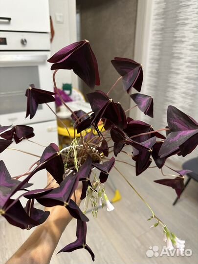 Комнатные цветы