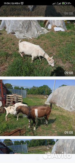Коза дойная молочная