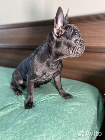 Французский бульдог