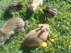 Крольчата,кролики взрослые объявление продам