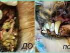 Ультразвуковая чистка зубов собаке, кошек