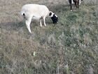 Коровы на племя объявление продам