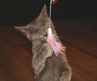 Метис британки В поиске дома