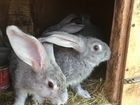 Кролики от 1 до 3х месяцев объявление продам