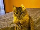 Красивая кошка на вязку