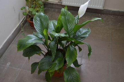 Спатифиллум большой, цветущий