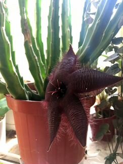 Стапелия крупноцветковая (Stapelia grandiflora)