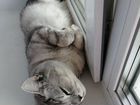 Вязка, шотландский кот