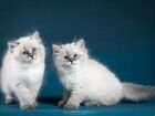 Невские маскарадные котята от титулованных родител