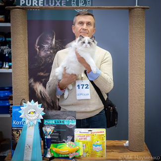 Juventus Chiffondelux, рэгдолл, разведение/шоу