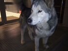 Найдена собака аляскинский маламут