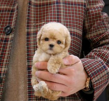 Мальтипу Микро Импорт Корея