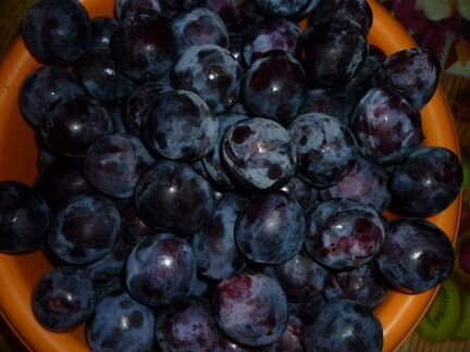 Саженцы сливы