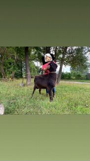 Продам козла и покрытие коз - фотография № 6