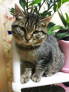 Котенок Тигруша
