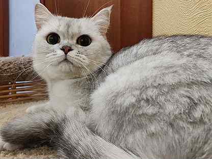 сиамская полосатая кошка