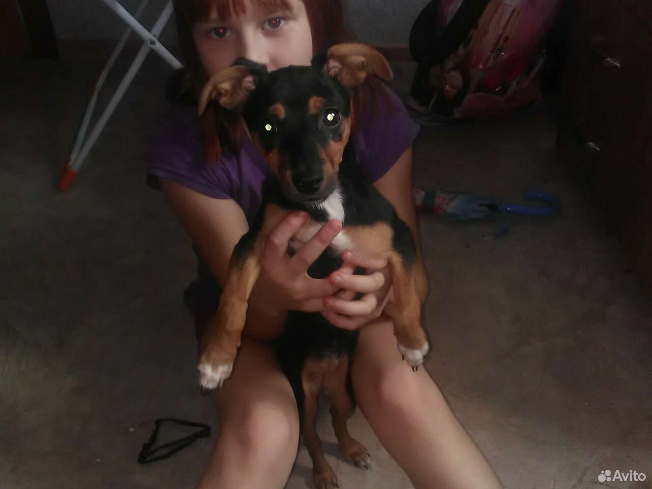 Собака