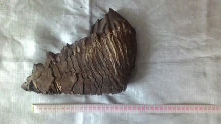 Зуб мамонта