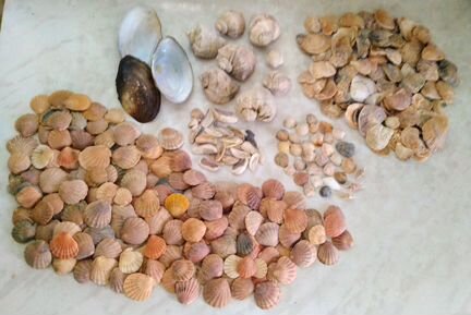 Ракушки для поделки и стёклышки