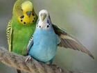 Пара волнистых попугайчиков