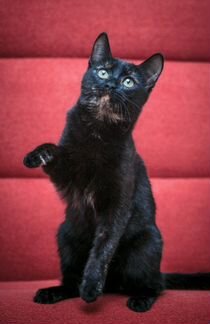 Кики, 2 года