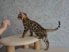 Бенгальский котята из питомника объявление продам
