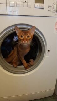 Аби котик цвет соррель для вязки