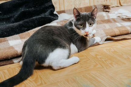 Кошка Мушка