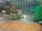 Красноухая черепаха с аквариумов бесплатно