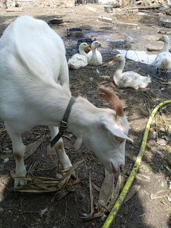 Зааненская коза - фотография № 10