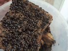 Лечебные жуки знахари объявление продам