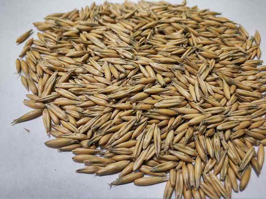 Зерна пшеницы и овса. Овес. Овес фуражный. Овес продовольственный. Овес неочищенный.
