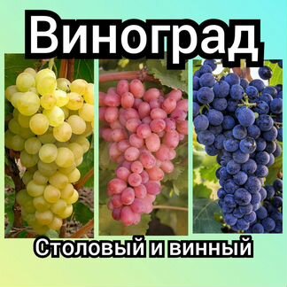 Плодовые и декоративные саженцы