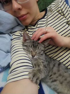 Отдам котёнка в добрые руки