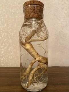 Продам дикие корни Женьшеня